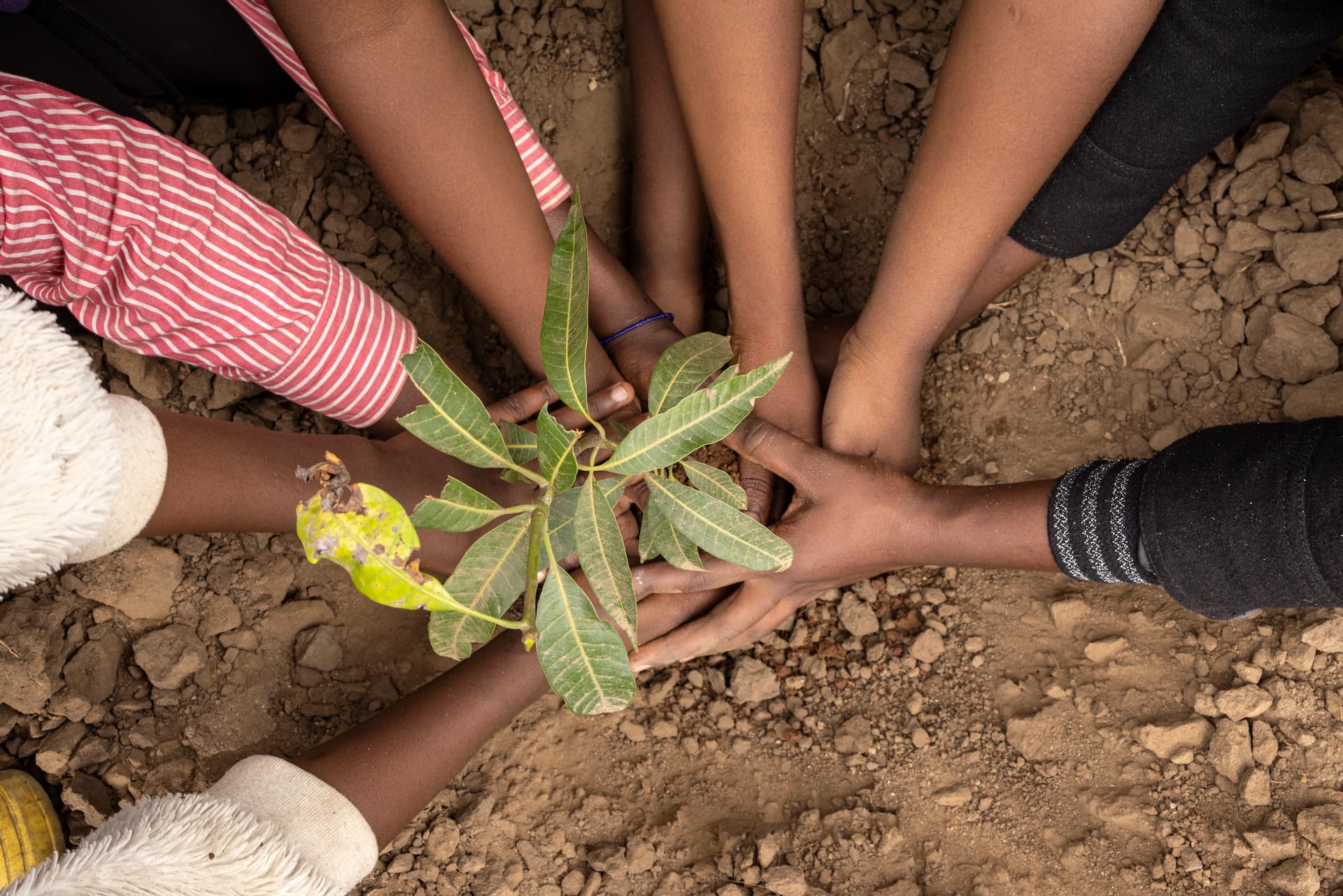 Zimbabwe. Young refugee climate and environment activists plant a tree in Tongogara refugee camp. ©UNHCR/Hélène Caux