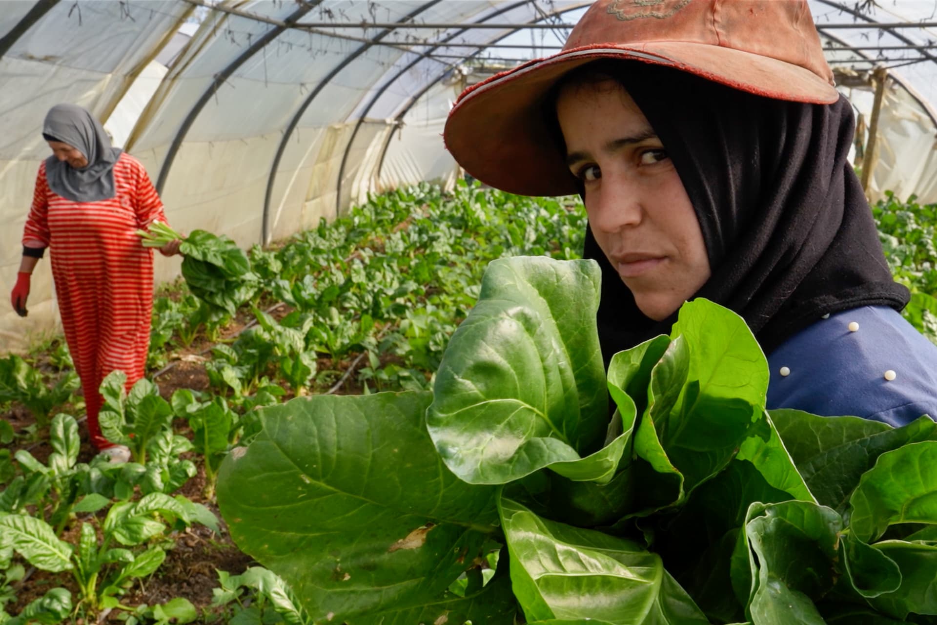Khaldiyeh Al Nazir (L) and one of her workers inspect produce in a greenhouse in North Lebanon. Al Nazir managed to expand her production thanks through an ILO-backed microfinance initiative.